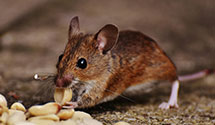 24 Hour & Emergency Exterminators in Maida, ND